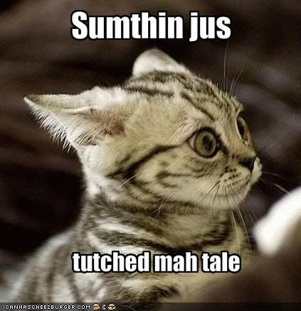 funny-pictures-something-has-touche.jpg No Touchie kitteh image by skydragon566