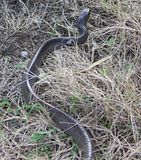 th_SnakeID.jpg