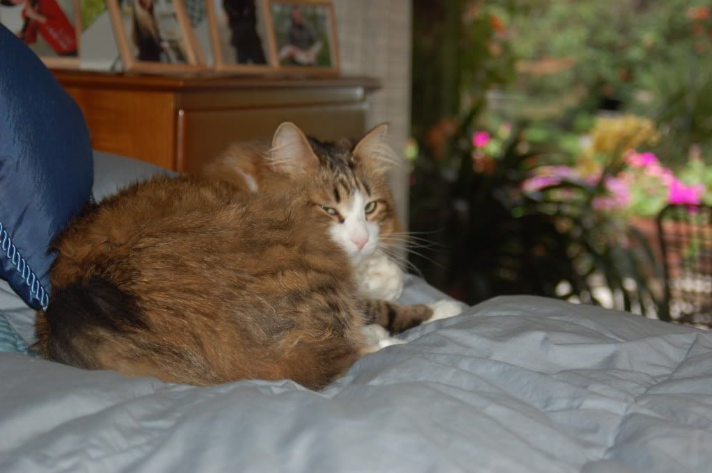 Stanford, California, начало мая 