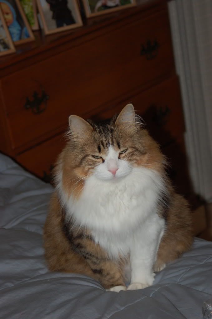 Stanford, California, начало мая 