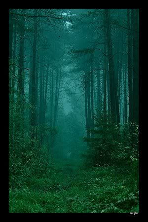 Misty Path Into Woods Pictures, Images and Photos