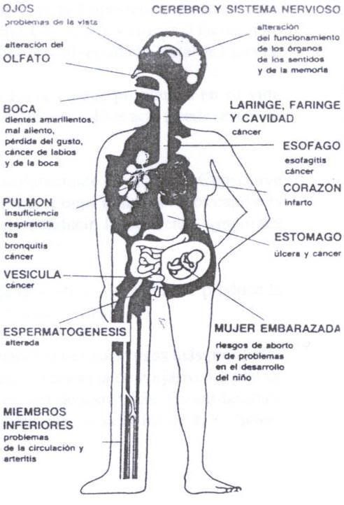 Que productos son mejor comer cuando ha dejado a fumar