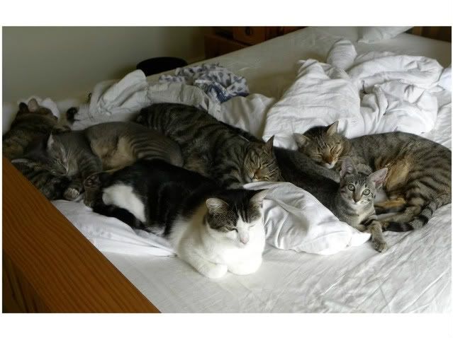 Catduvet.jpg