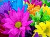 colorful flowerz Pictures, Images and Photos