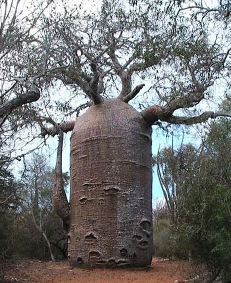 Bloated Baobabs