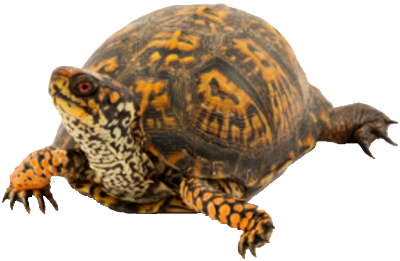 Box Turtle