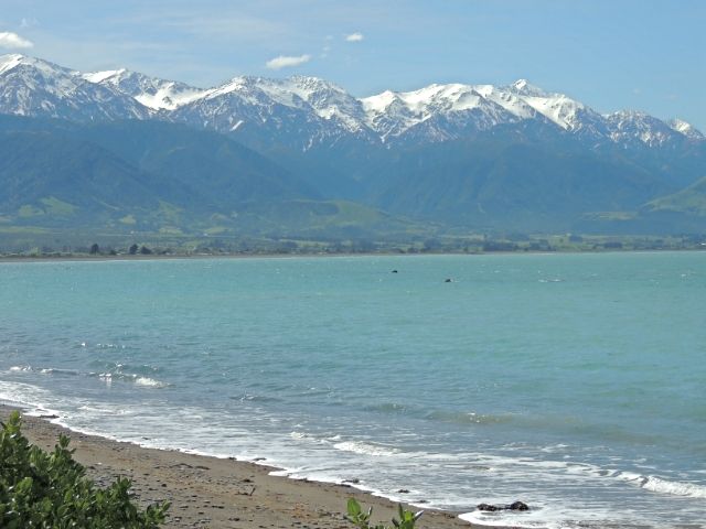 NUEVA ZELANDA: EL PARAISO EXISTE - Blogs de Nueva Zelanda - Día 11: Nelson Lakes - Kaikoura (2)