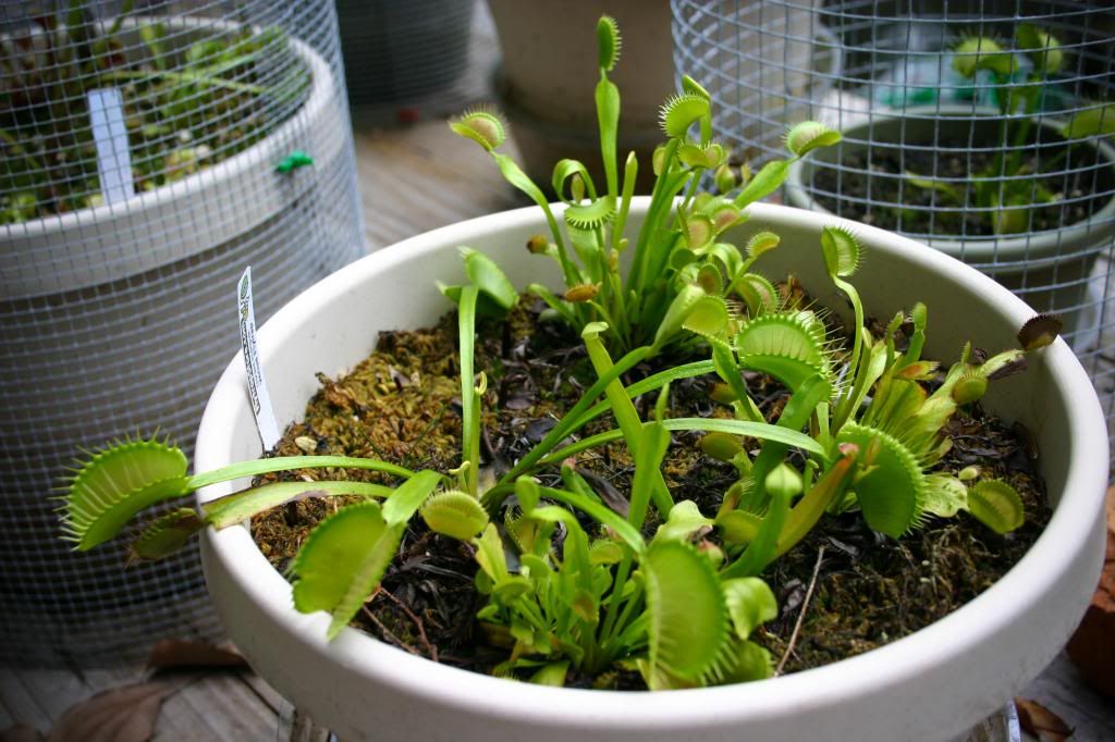 My collection. Photos of Venus Fly Traps