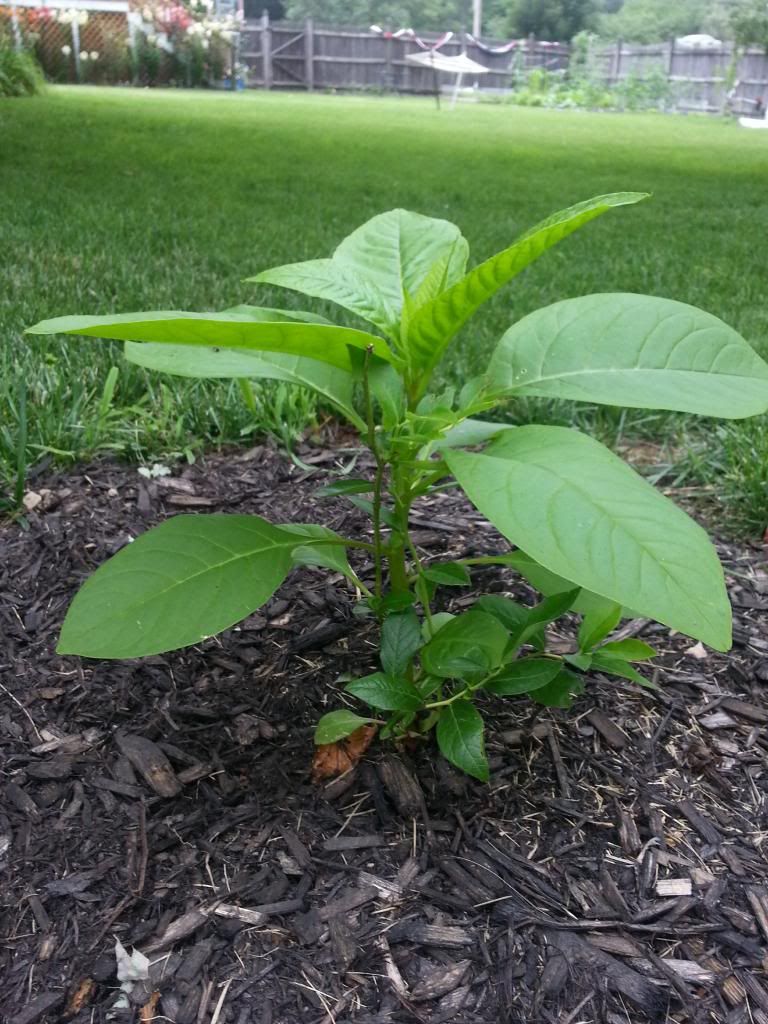 photo blueberry1.jpg