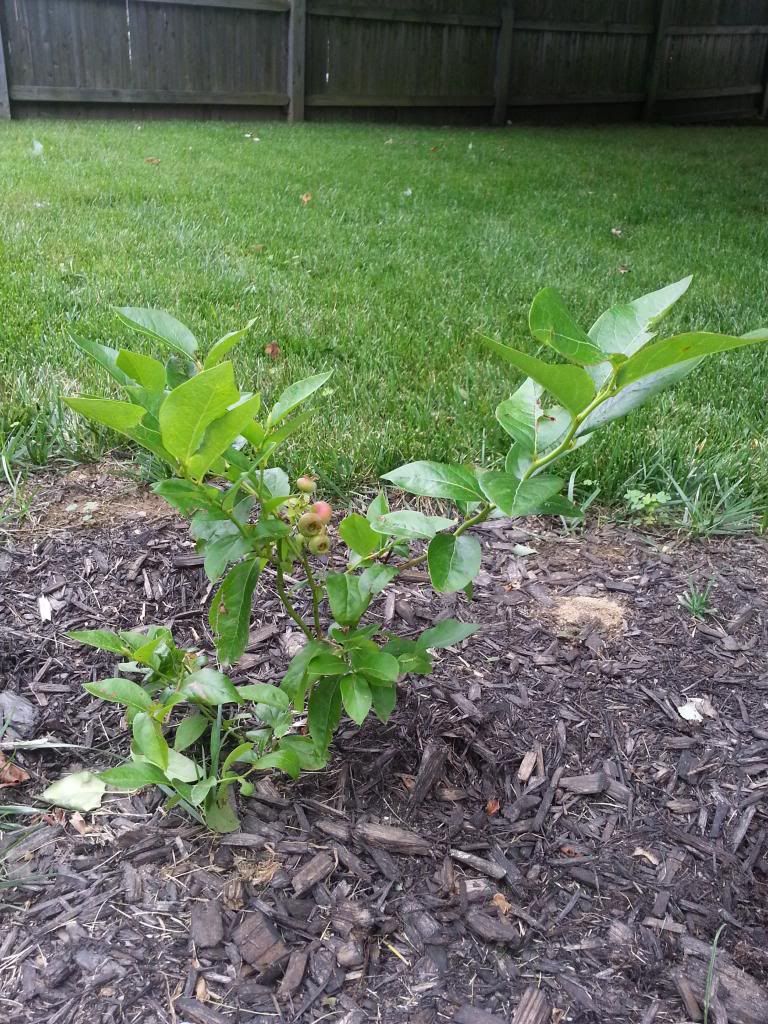 photo blueberry2.jpg