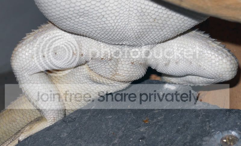 is this a rash or infection scratches or just markings. | Reptile Forums