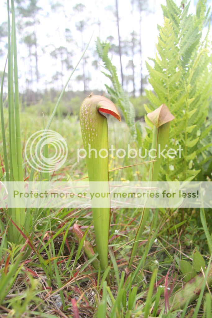 Okefenokee Swamp - FlyTrapCare Forums